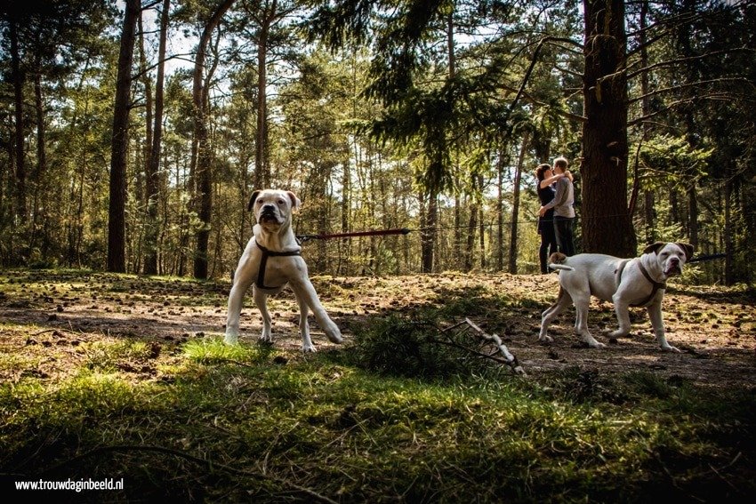 Loveshoot Molenheide Mierlo en Geldrop