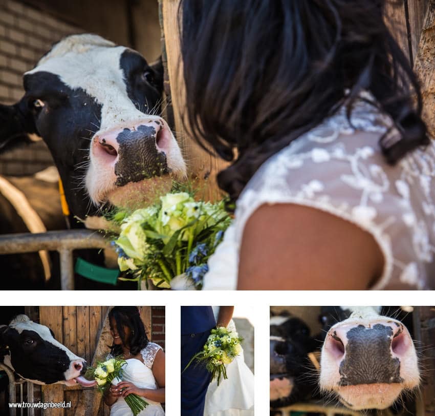 Trouwreportage koeien boerderij Ommel