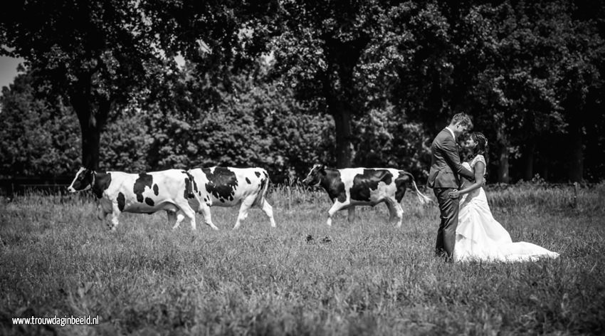 Trouwreportage koeien boerderij Ommel