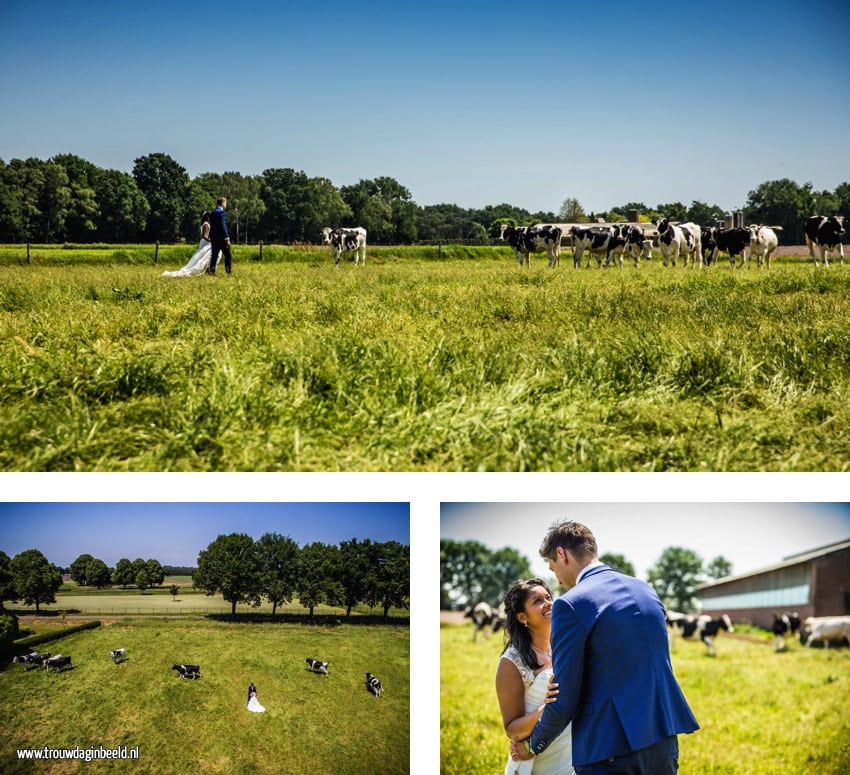 Trouwreportage koeien boerderij Ommel