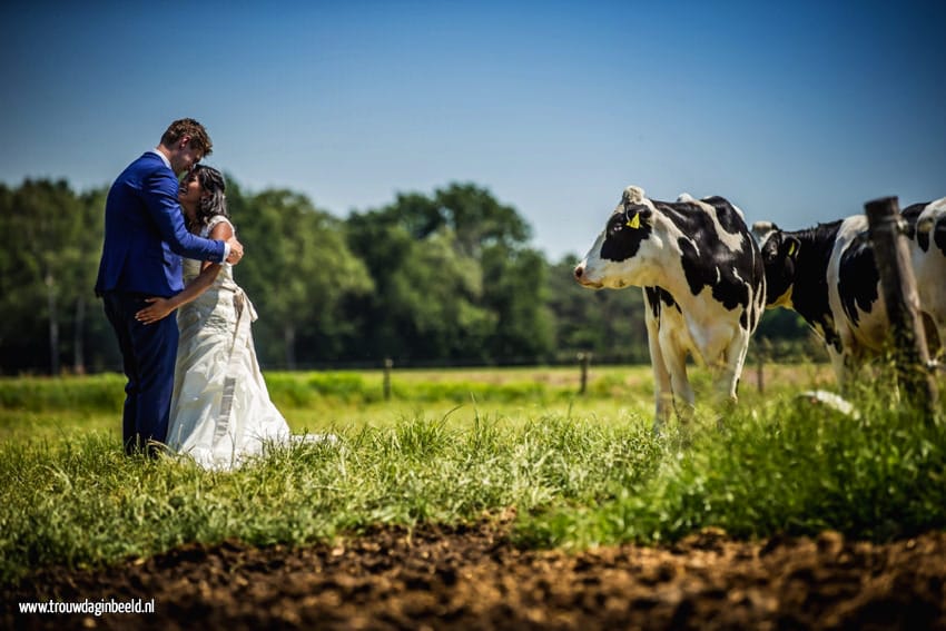 Trouwreportage koeien boerderij Ommel