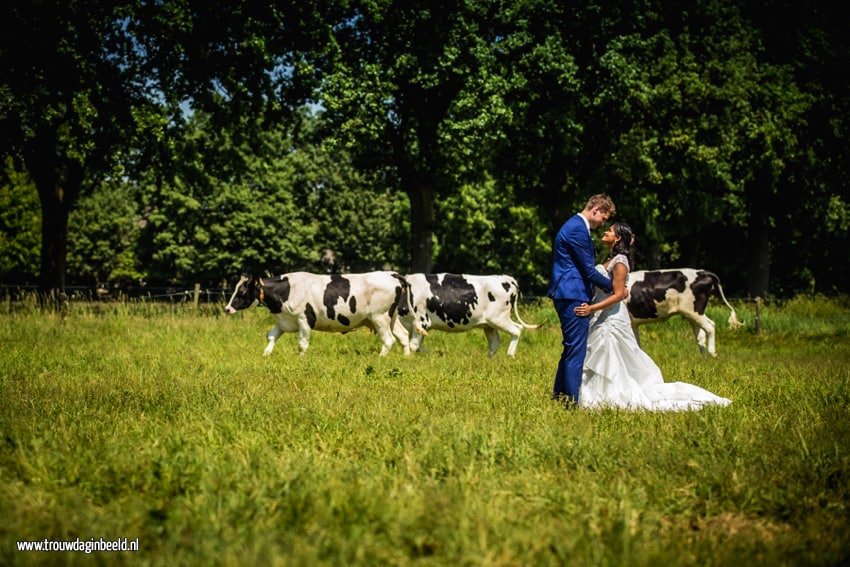 Bruidsfotografie koeien boerderij Ommel