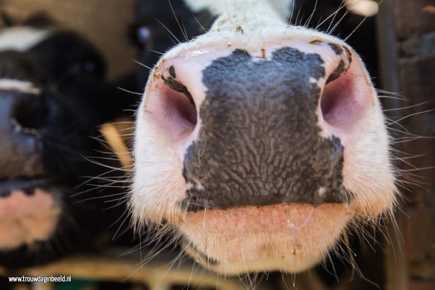 Bruidsfotografie koeien boerderij Ommel en Asten