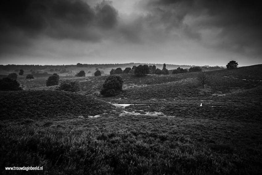 Trouwreportage Nationaal Park Veluwe