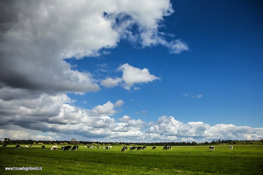 Trouwreportage in Nationaal Park De Biesbosch