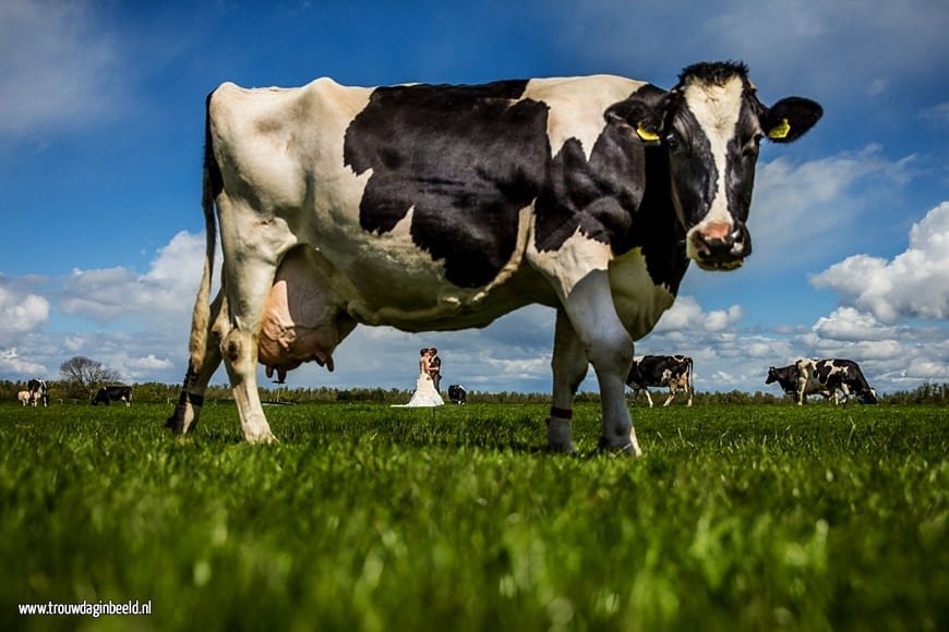 Fotograaf bruiloft de Biesbosch