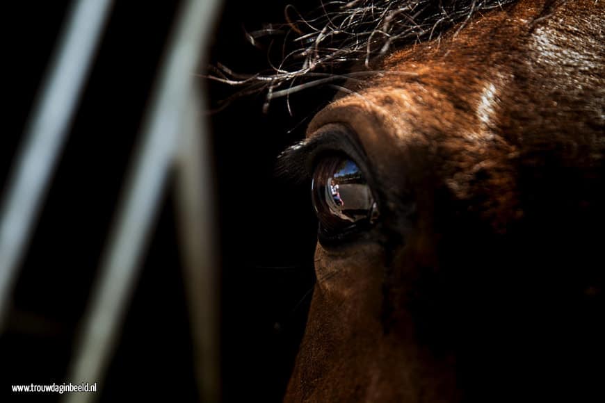 Loveshoot met paarden