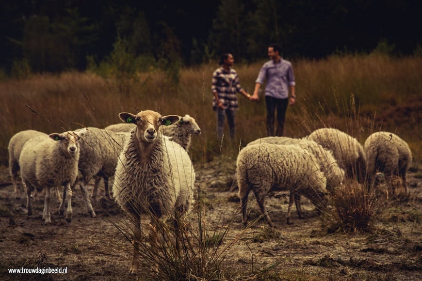 Loveshoot Natuurgebied Lisven Mierlo