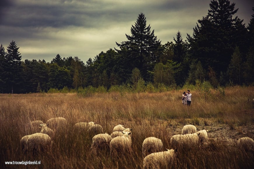 Loveshoot Natuurgebied Lisven Mierlo