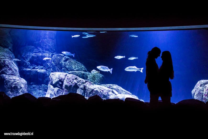 Loveshoot Oceanium Diergaarde Blijdorp