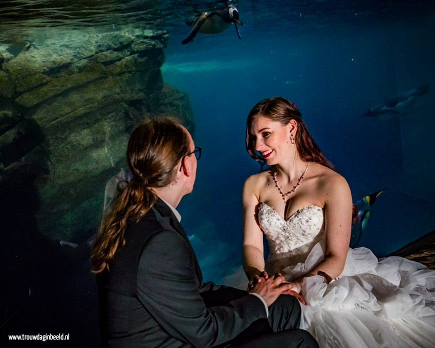 Fotograaf bruiloft Oceanium Diergaarde Blijdorp