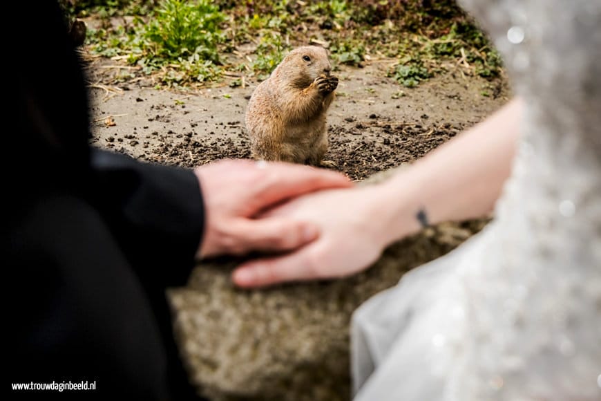 Fotograaf bruiloft Diergaarde Blijdorp