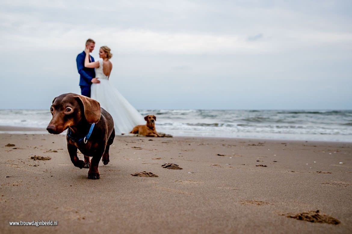 Trash the Dress