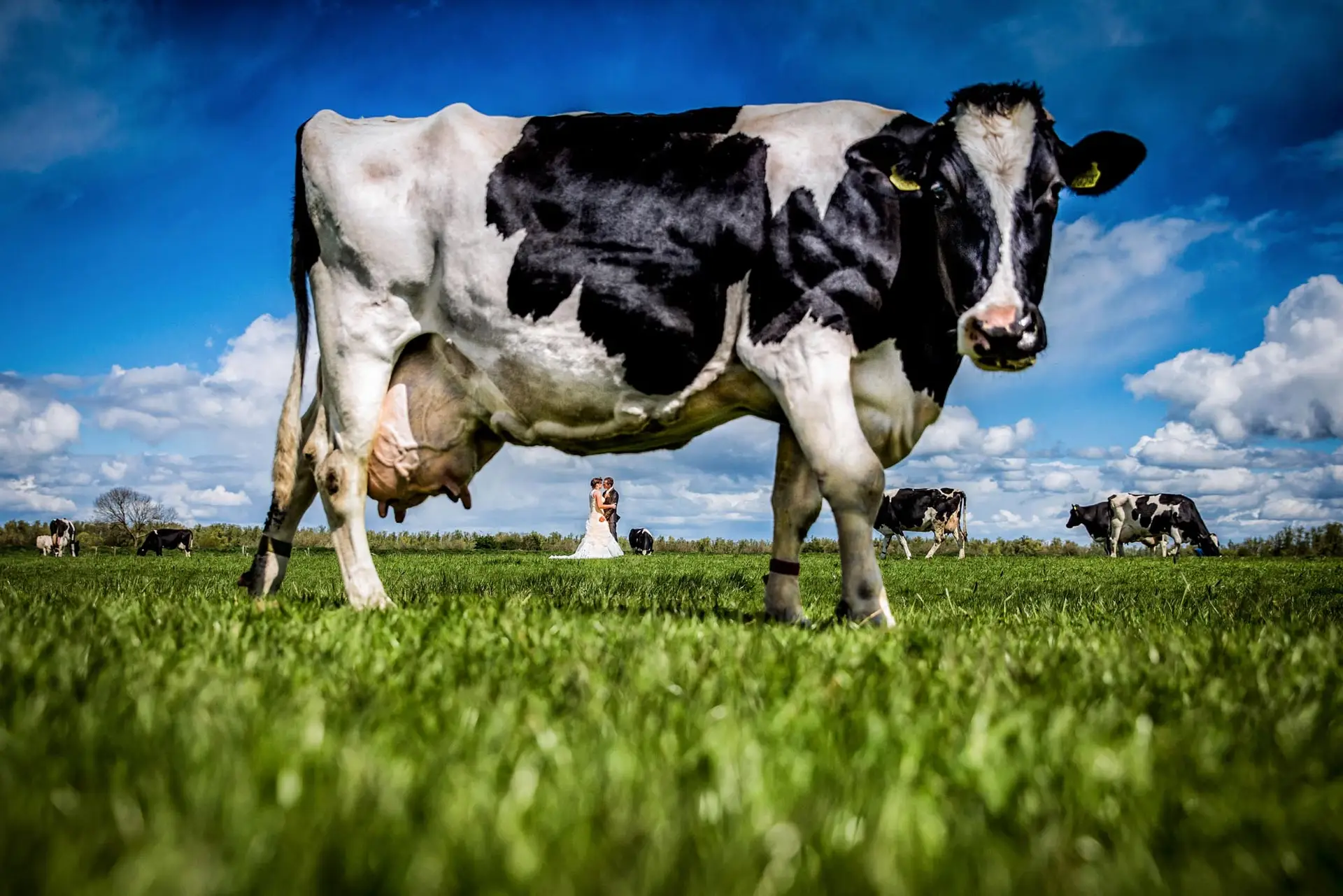 Trouwfotograaf // Een trouwreportage op de boerderij tussen de koeien. Mooie trouwfotografie met het verhaal van het bruidspaar.
